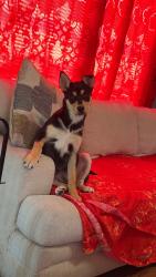 Lost Male Dog last seen Near old mill branch ln Clinton, Clinton, NC 28328