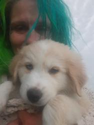 Lost Female Dog last seen Near S 59th W Ave, Tulsa, OK 74107