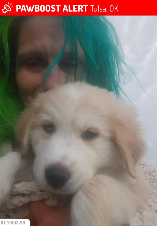 Lost Female Dog last seen Near S 59th W Ave, Tulsa, OK 74107