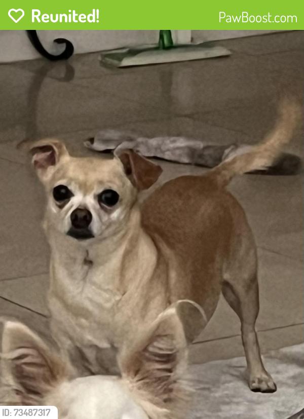 Reunited Female Dog last seen Houston and County Center, Visalia, CA 93291