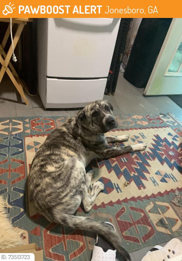 Found/Stray Female Dog last seen Sherwood Dr, Jonesboro, GA 30236