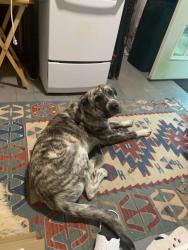 Found/Stray Female Dog last seen Sherwood Dr, Jonesboro, GA 30236