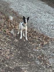 Found/Stray Male Dog last seen Engineers rd, Julian, CA 92036