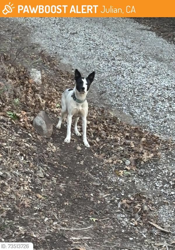 Found/Stray Male Dog last seen Engineers rd, Julian, CA 92036
