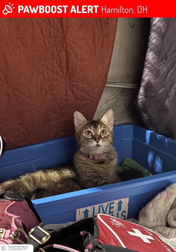 Lost Female Cat last seen G Street and Franklin Street alley, Hamilton, OH 45013. G Street connects with Franklin Street in that area., Hamilton, OH 45013