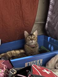 Lost Female Cat last seen G Street and Franklin Street alley, Hamilton, OH 45013. G Street connects with Franklin Street in that area., Hamilton, OH 45013