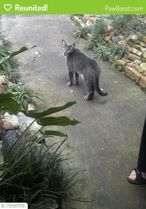 Reunited Unknown Cat last seen Kingsland and peak, Harris County, TX 77450