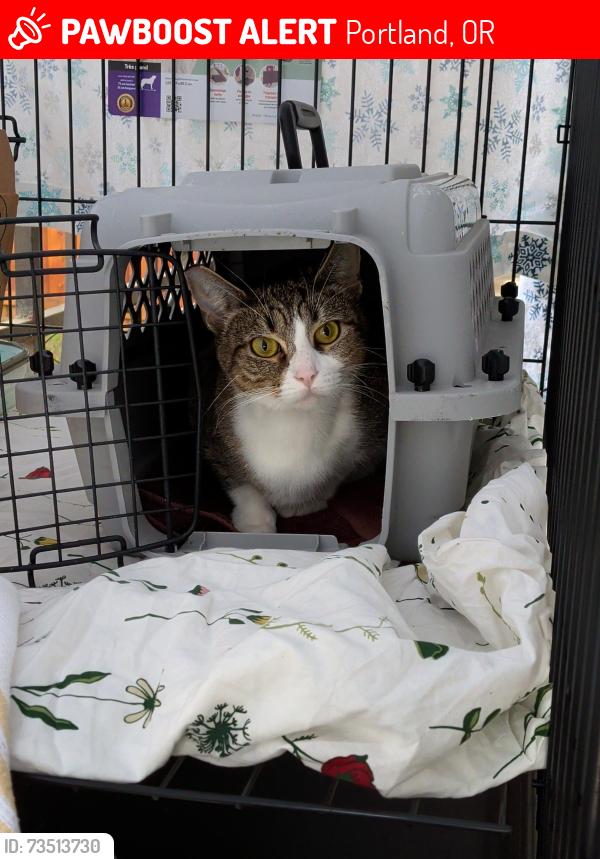 Lost Female Cat last seen SE Ogden and SE 68th Ave, Portland, OR 97206