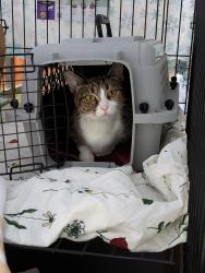 Lost Female Cat last seen SE Ogden and SE 68th Ave, Portland, OR 97206