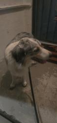 Reunited Male Dog last seen Bloomdale St. and Fernley Dr, Duarte, CA 91010