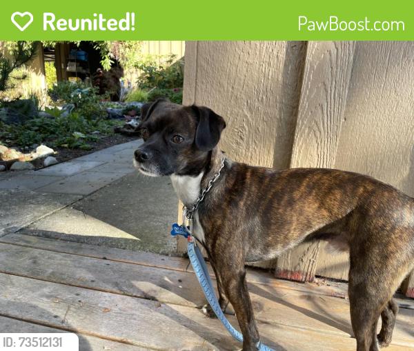 Reunited Male Dog last seen Hood Canal Drive near bend (Jake’s Creek), Hansville, WA 98340