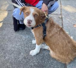 Reunited Male Dog last seen Clayton Rd. and Ygnacio, Clayton, CA 94517
