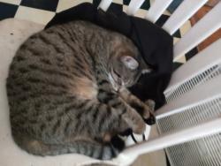 Reunited Female Cat last seen G and 3rd, Centralia, WA 98531