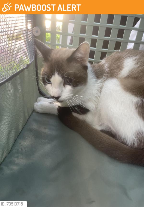Found/Stray Male Cat last seen Palm/Ofelia (Goldenwest), Huntington Beach, CA 92648