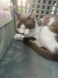 Found/Stray Male Cat last seen Palm/Ofelia (Goldenwest), Huntington Beach, CA 92648