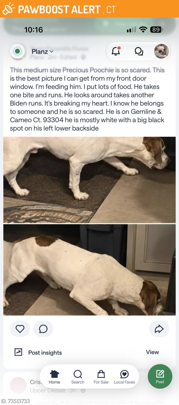 Found/Stray Unknown Dog last seen Gemline & Cameo Ct. 93304, , CT 06779