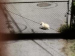 Lost Unknown Cat last seen behind 911 N Lawrence St, Tacoma, WA 98406