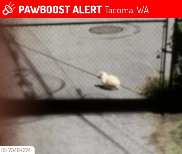 Lost Unknown Cat last seen behind 911 N Lawrence St, Tacoma, WA 98406