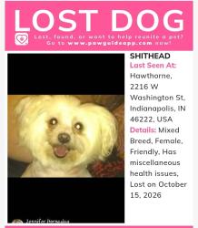 Reunited Female Dog last seen Belmont and Washington St, Indianapolis, IN 46222