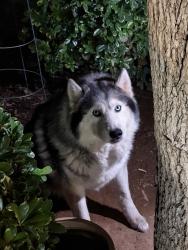 Found/Stray Unknown Dog last seen Ave r, Palmdale, CA 93550