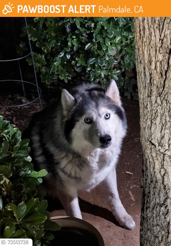 Found/Stray Unknown Dog last seen Ave r, Palmdale, CA 93550