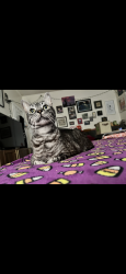 Lost Male Cat last seen Westlake mcarthur park, Los Angeles, CA 90057