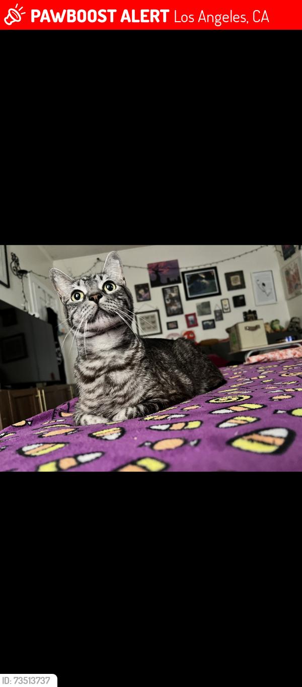 Lost Male Cat last seen Westlake mcarthur park, Los Angeles, CA 90057