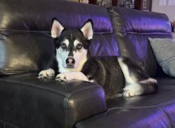 Reunited Male Dog last seen Mesa crossing drive, haslet, Haslet, TX 76052