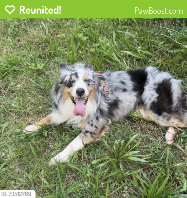 Reunited Male Dog last seen Howard Ave, New Haven, CT 06519