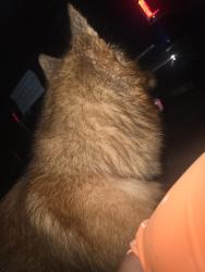 Reunited Unknown Dog last seen Brynn marr rd, Jacksonville, NC 28546