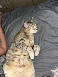 Reunited Female Cat last seen Brous and unruh, Philadelphia, PA 19149