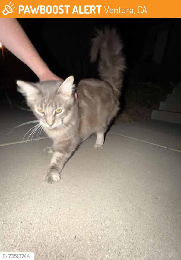 Found/Stray Unknown Cat last seen Ralston st, Ventura, CA 93003