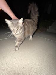 Found/Stray Unknown Cat last seen Ralston st, Ventura, CA 93003