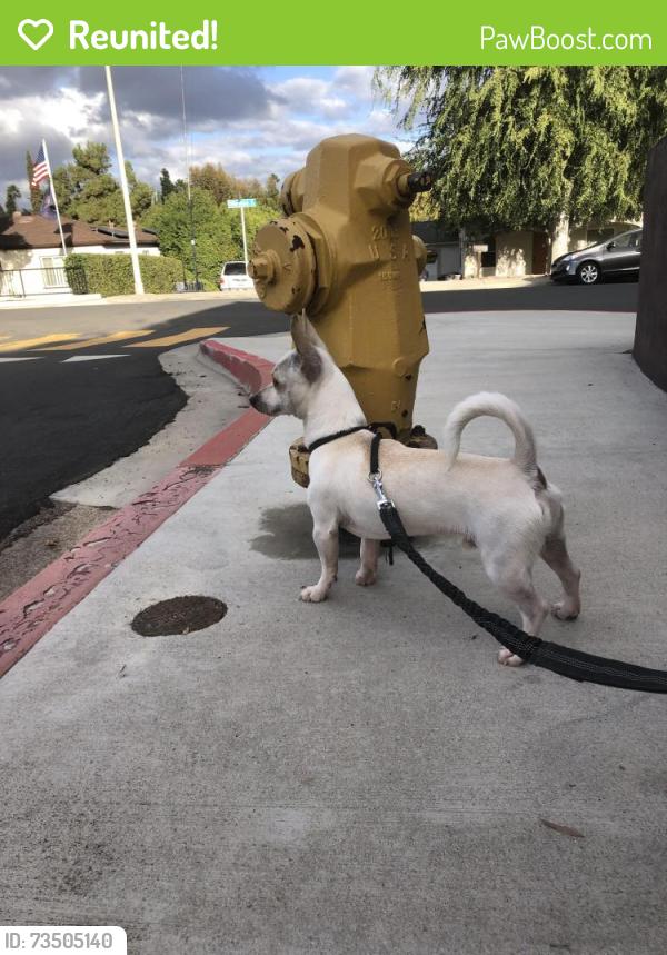 Reunited Male Dog last seen Baltimore Ave & parkway dr, La Mesa, CA 91941