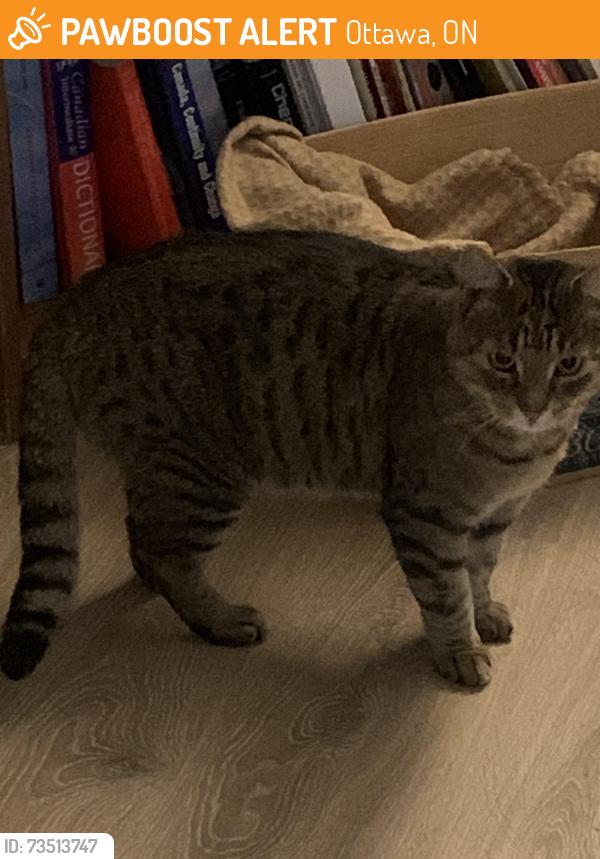Found/Stray Unknown Cat last seen Bateman Dr Nepean, Ottawa, ON 