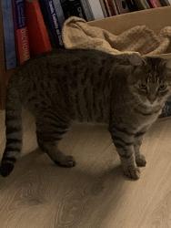 Found/Stray Unknown Cat last seen Bateman Dr Nepean, Ottawa, ON 