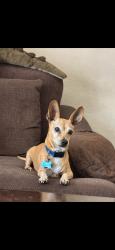 Lost Male Dog last seen Ave R and 40th St E, Palmdale, CA 93550