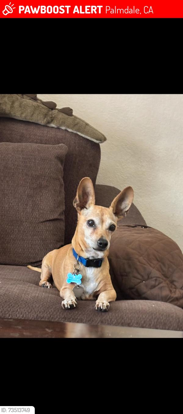 Lost Male Dog last seen Ave R and 40th St E, Palmdale, CA 93550