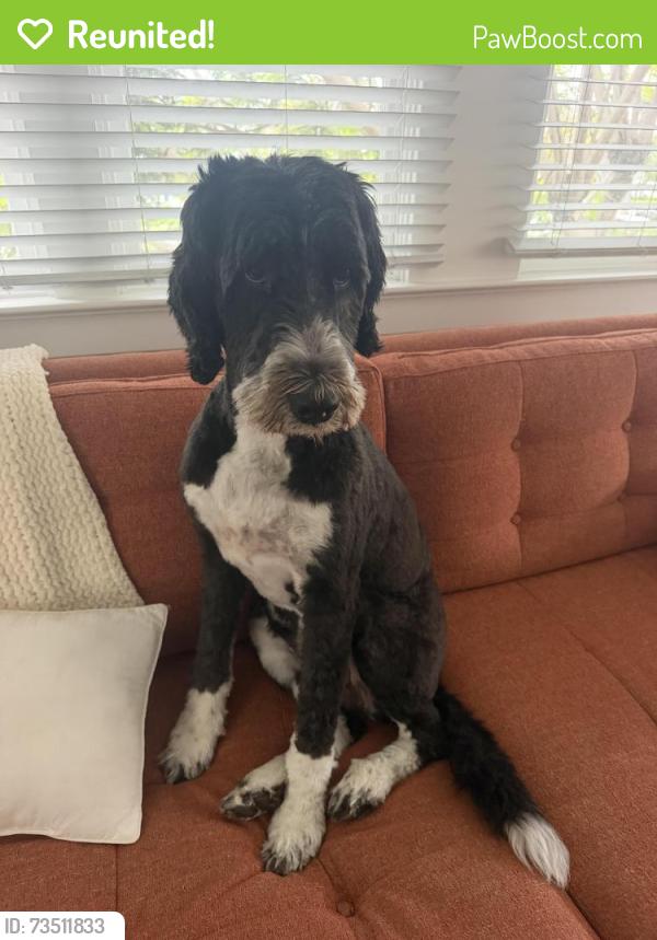 Reunited Female Dog last seen Winged Foot Circle Valley Center 92082, Valley Center, CA 92082
