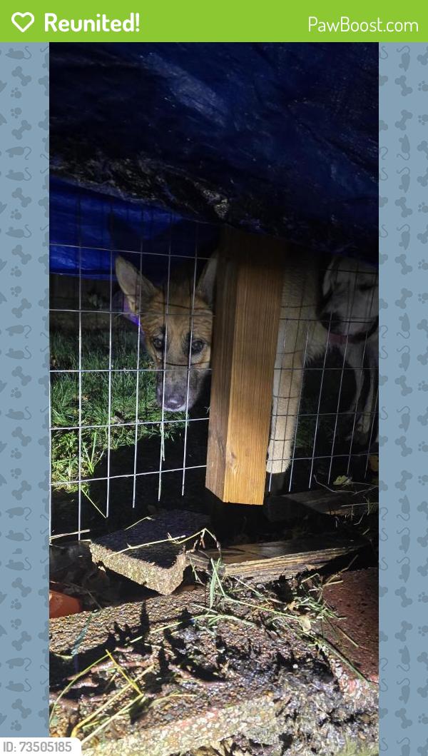 Reunited Unknown Dog last seen Winner and Sterling, Independence, MO 64052