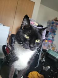 Reunited Female Cat last seen State st and 116th st, Marysville, WA 98271