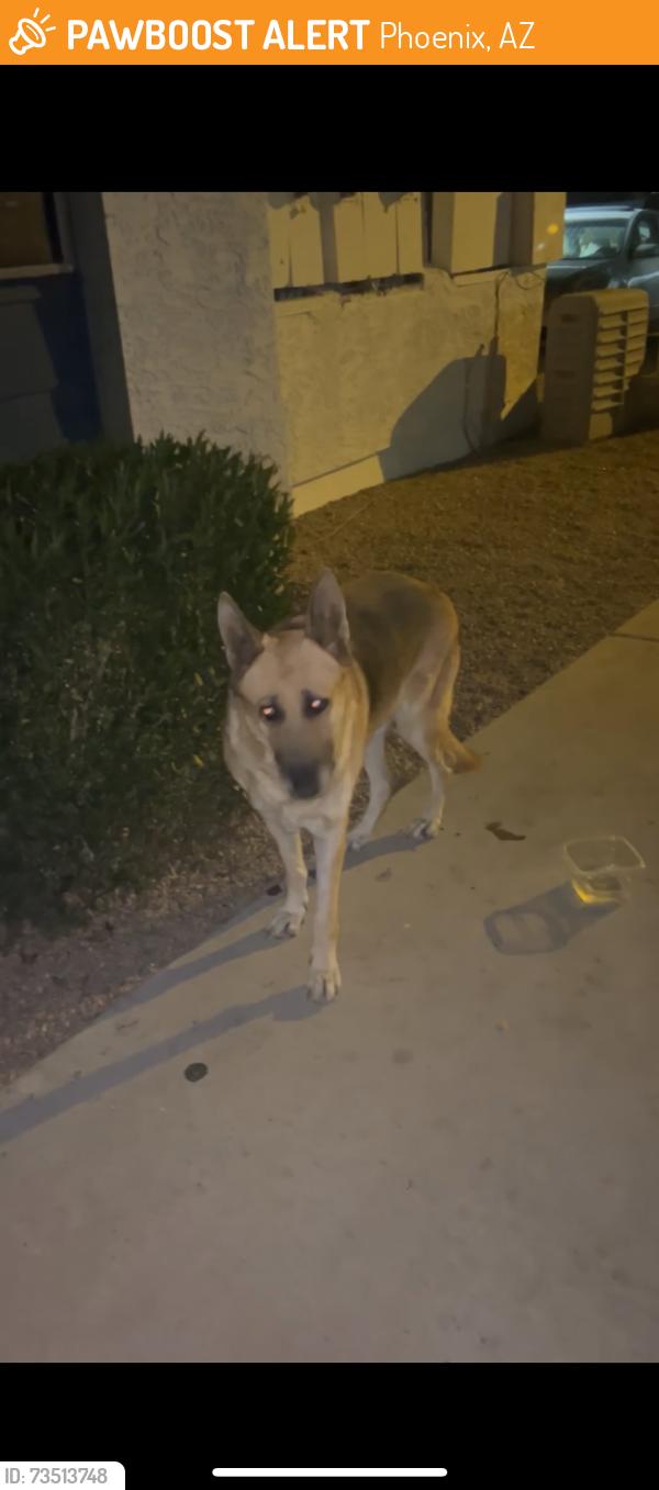 Found/Stray Unknown Dog last seen 63rd and McDowell, Phoenix, AZ 85043