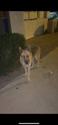 Found/Stray Unknown Dog last seen 63rd and McDowell, Phoenix, AZ 85043