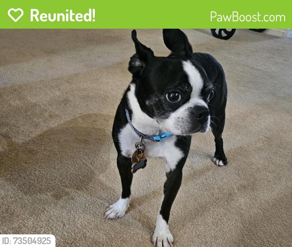 Reunited Female Dog last seen Horizon Ridge and High Mesa, Henderson, NV 89012