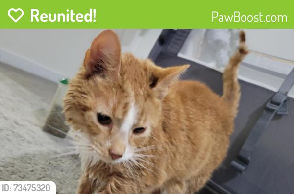 Reunited Male Cat last seen Stone River Road or Twilight, Richmond, VA 23235