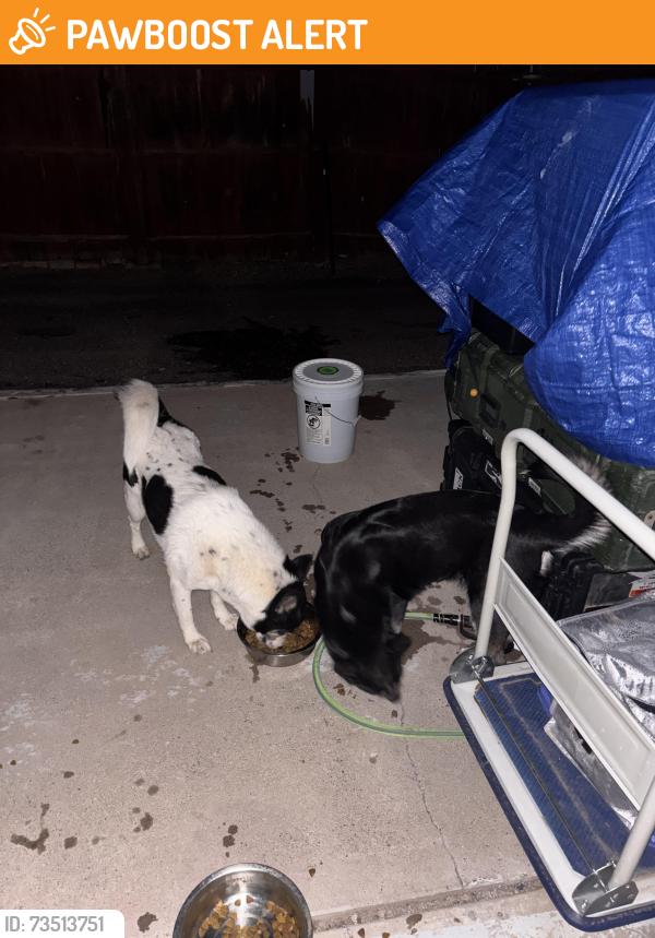 Found/Stray Female Dog last seen Main Street and mountain road, Apache Junction, AZ 85120