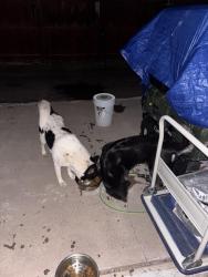 Found/Stray Female Dog last seen Main Street and mountain road, Apache Junction, AZ 85120