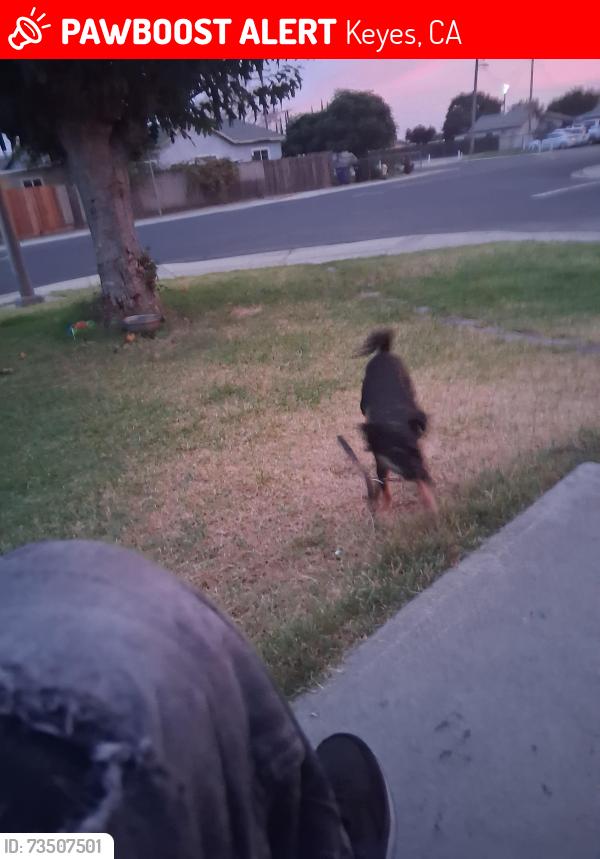 Lost Female Dog last seen lucinda, Keyes, CA 95328