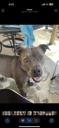Reunited Female Dog last seen Suzanne Dr, Pittsburg, CA 94565