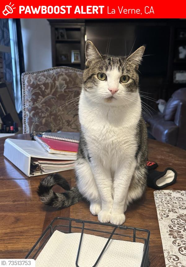Lost Male Cat last seen Gambrel Gate and Shemiran, La Verne, CA 91750